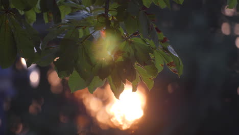 Verschwommenes-Sonnenuntergangslicht-Durch-Baumblätter